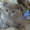 Продаются элитные британски котята - Изображение #2, Объявление #85111