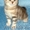 продается британский котик редкого окраса - Изображение #2, Объявление #99372