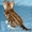 продается британский котик редкого окраса - Изображение #3, Объявление #99372
