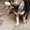Продаются подрощеные щенки Аляскинского Маламута  - Изображение #3, Объявление #126096