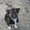 Замечательные щенки в добрве ркуи - Изображение #2, Объявление #152355