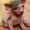 котята канадского сфинкса милые голыши - Изображение #1, Объявление #213685