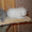 Бритнаские котята - Изображение #2, Объявление #252156