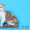 Питомник Диамонд-кетс шотландских кошек