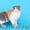 Шотландские вислоухие котята питомника Diamand-cat #254044