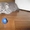Продаю шотландских вислоухих котят - Изображение #2, Объявление #325264