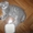 Продаю шотландских вислоухих котят - Изображение #4, Объявление #325264