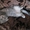 Продаю шотландских вислоухих котят - Изображение #5, Объявление #325264