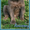 щенок шарпея,лилового окраса,питомник Аманэку - Изображение #1, Объявление #382388