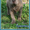 щенок шарпея,лилового окраса,питомник Аманэку - Изображение #2, Объявление #382388