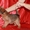 Продаются щенки брюссельского гриффона и пти-брабансона - Изображение #1, Объявление #423239