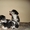 Уникальные щенки китайской хохлатой собачки #485190