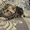 Продаются котята породы шотландская вислоухая - Изображение #1, Объявление #514117