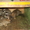 Кролики ГЕГАНТЫ продажа - Изображение #3, Объявление #649869