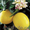 Саженцы граната, инжира, лимона, клубничного дерева - в продаже осенью - Изображение #5, Объявление #667947
