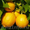 Саженцы граната, инжира, лимона, клубничного дерева - в продаже осенью - Изображение #6, Объявление #667947