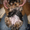 Щеночки йоркширского терьера и чихуахуа от питомника - Изображение #1, Объявление #653979
