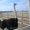 Продаю черных африканских страусов #646746