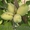 Саженцы граната, инжира, лимона, клубничного дерева - в продаже осенью - Изображение #7, Объявление #667947