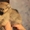 Великолепные щенки померанского шпица - Изображение #3, Объявление #1475984