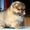 Великолепные щенки померанского шпица - Изображение #2, Объявление #1475984