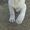Массивные щенки Алабая - Изображение #3, Объявление #1546311