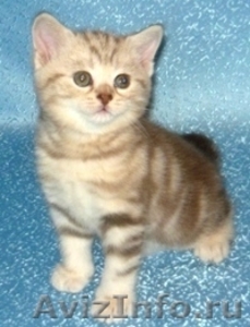 продается британский котик редкого окраса - Изображение #2, Объявление #99372