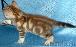 продается британский котик редкого окраса - Изображение #1, Объявление #99372