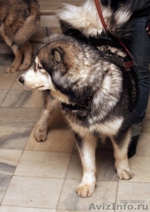 Продаются подрощеные щенки Аляскинского Маламута  - Изображение #3, Объявление #126096