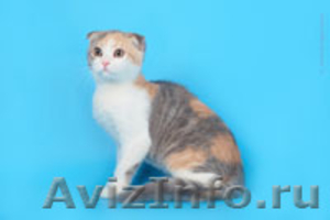 Шотландские вислоухие котята питомника Diamand-cat - Изображение #2, Объявление #254044