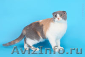 Шотландские вислоухие котята питомника Diamand-cat - Изображение #1, Объявление #254044