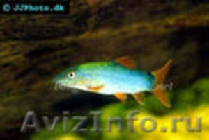 Чудесные рыбки исполняют желания - Изображение #2, Объявление #328748