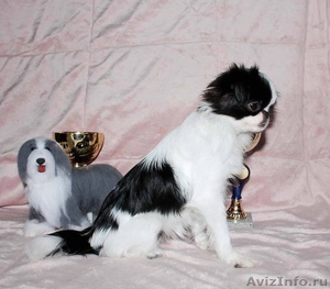 Продам перспективного щенка японского хина - Изображение #1, Объявление #423251