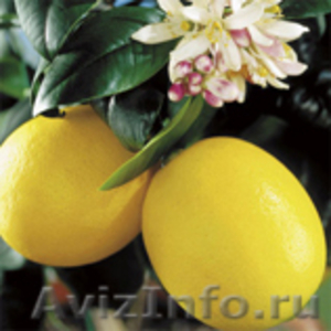 Саженцы граната, инжира, лимона, клубничного дерева - в продаже осенью - Изображение #5, Объявление #667947