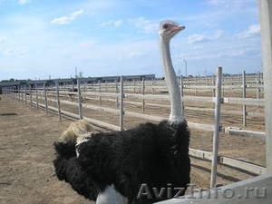 Продаю черных африканских страусов - Изображение #1, Объявление #646746