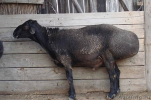 Овцы    курдючные     эдильбаевские - Изображение #1, Объявление #911470