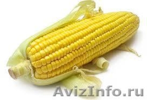 Кукуруза оптом от 1 тонны (Початки, фураж. ) - Изображение #1, Объявление #924423