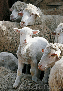 Машинки для стрижки овец Англия 500 Вт - Изображение #3, Объявление #674033