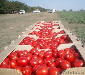 Овощи с полей Краснодара - Изображение #1, Объявление #1468762