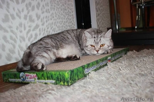 Когтедралки для кошек в Волгограде. - Изображение #2, Объявление #1476756