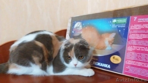 Когтедралки для кошек в Волгограде. - Изображение #1, Объявление #1476756